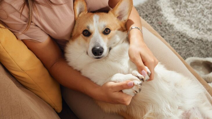 飼い主から『愛情を受けている犬』の特徴4選　愛が足りているかどうかをチェックする方法まで(ブログ)