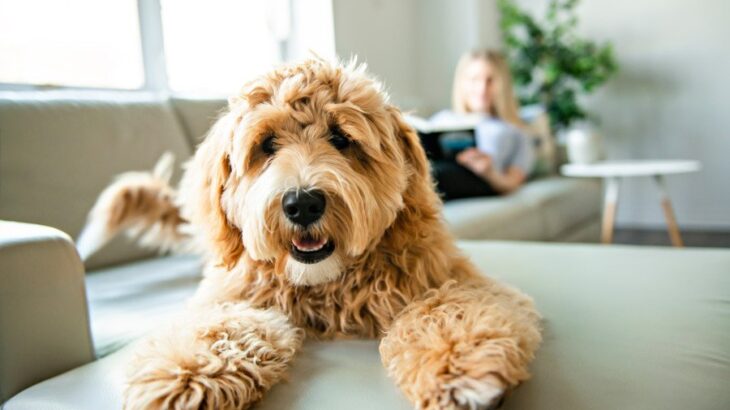 犬が『高いところに登ろうとする』心理4選　高所を好む理由や乗せないための対策まで(ブログ)