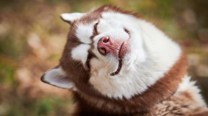 犬も飼い主に『嘘』をつくことがある？ウソをつく理由やタイミング、実験結果をご紹介(ブログ)