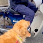 『大好きな新聞屋のおっちゃん』と1年ぶりに再会した大型犬→思った以上に『大喜びする光景』が23万再生「優しい世界」「癒やされた」と反響(ブログ)