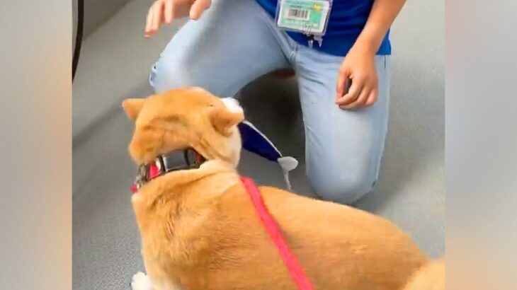 生協のお姉さんと2年ぶりに再会した犬→想定以上に『大喜びする微笑ましい光景』が3万再生「大好きなんだね」「大歓迎で愛おしい」と絶賛の声(ブログ)