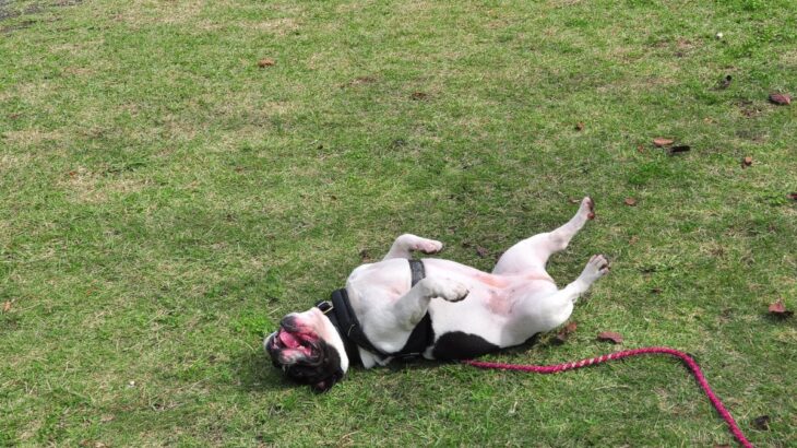 犬が体をくねくねする心理4つ　愛おしすぎる理由から注意すべきポイントまで(ブログ)