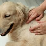 愛犬の体に『できもの』を発見！種類や原因、飼い主がすべき対応まで【現役獣医が解説】(ブログ)