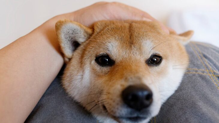 犬が『喉を鳴らしている』ときの理由4つ　愛犬が伝えているサインから病気の可能性まで解説(ブログ)