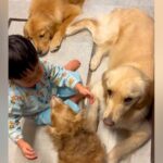 ３匹の犬を撫でる小さな男の子→仲良く触れ合ってると思っていたら…想定外だった『衝撃の告白』が26万再生「辛辣ｗ」「可愛い天使たち」(ブログ)