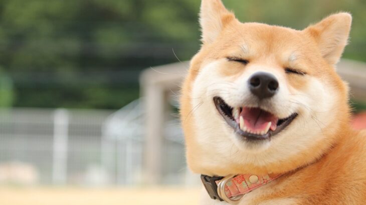 犬が目を細めるのには理由がある？5つの心理から気を付けたいポイントまで解説(ブログ)