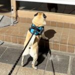 モスバーガーの前を通った犬→なぜか動かなくなり…まさかの『可愛すぎる理由』が103万表示「気持ちは分かるｗ」「新メニュー気になるね」(ブログ)