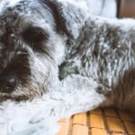 犬が『痛みを感じている』サイン7選　病気を早期発見、重症化を防ぐためにすべきこととは？(ブログ)