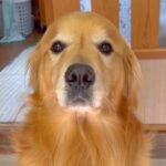 仕事に行くため『道具を持ってきて』と大型犬にお願いをしたら…完全に言葉を理解している『まさかの光景』が15万再生「びっくり」「感動した」(ブログ)