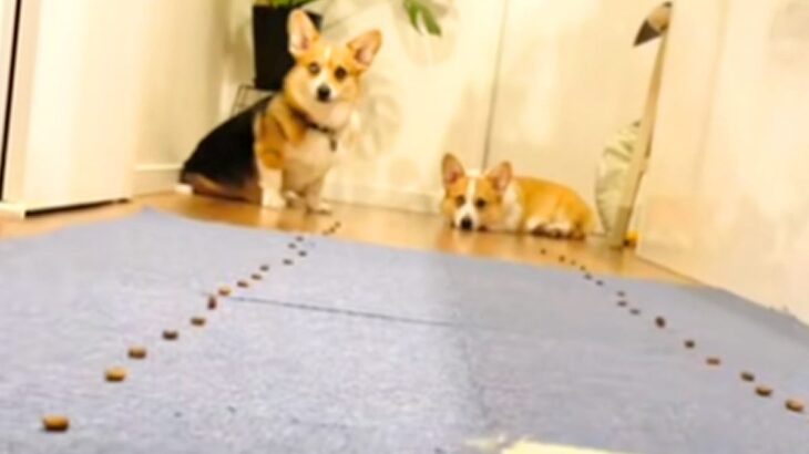 拾い食いをしないようしつけした犬2匹→早食い競争させてみた結果…思ってたのと違いすぎる展開が11万再生「最高ｗ」「お利口さん」爆笑の声(ブログ)
