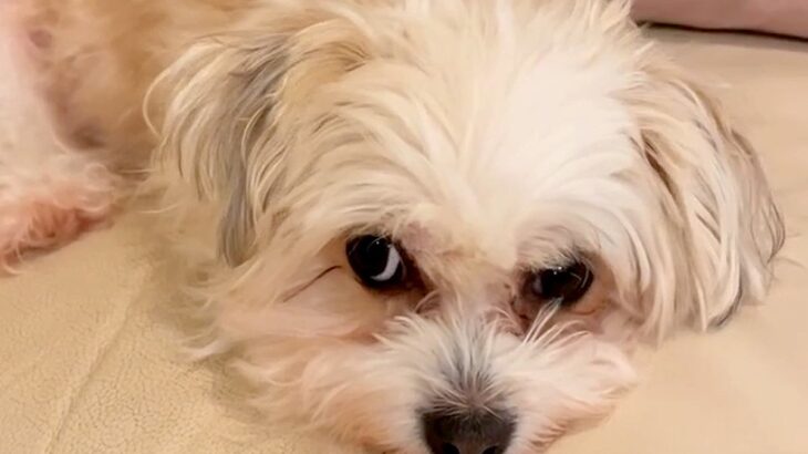 『１年も生きられないかも』心臓病で商品にならないと放棄された犬…５年後『当時が嘘のような姿』が46万再生「素敵な家庭」「本当に良かった」(ブログ)