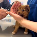 赤ちゃん犬を『初めて動物病院に連れて行った』結果…思わず応援したくなる『必死な怖がり方』が83万再生「非力なの可愛い」「尻尾がｗ」と反響(ブログ)
