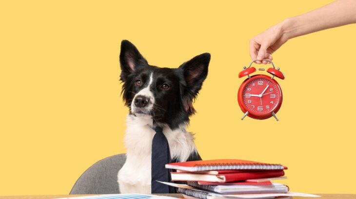 犬に『時間』の感覚はあるの？ご飯の時間や家族の帰宅を察知できる理由とは(ブログ)