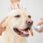 犬をシャンプーするときの正しいやり方｜初心者でもできるコツや手順を獣医が解説(ブログ)