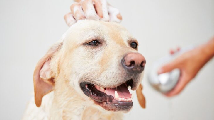 犬をシャンプーするときの正しいやり方｜初心者でもできるコツや手順を獣医が解説(ブログ)
