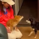 京都で1泊2日の旅へ→帰宅したら、家にいた犬2匹が…激しい争奪戦へと発展した『熱烈歓迎』に「幸せ空間」「思わずニヤニヤした」と絶賛の声(ブログ)