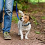犬の『歩き方』でわかる心理6選　散歩中の足取りからわかる愛犬の本音や飼い主がすべき配慮まで(ブログ)