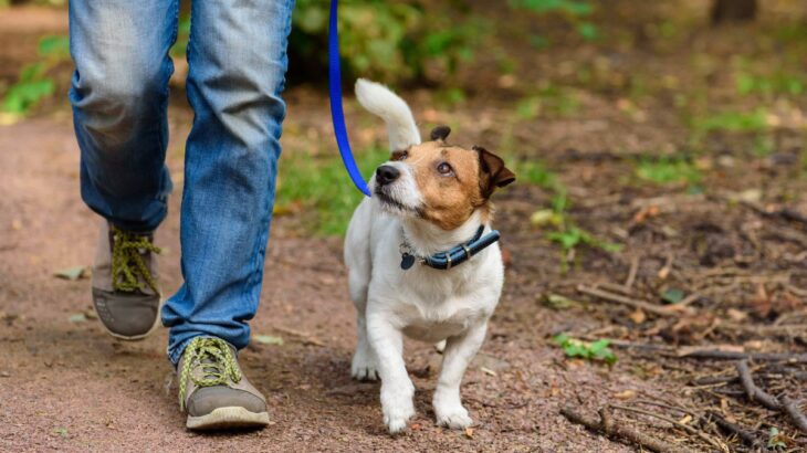 犬の『歩き方』でわかる心理6選　散歩中の足取りからわかる愛犬の本音や飼い主がすべき配慮まで(ブログ)