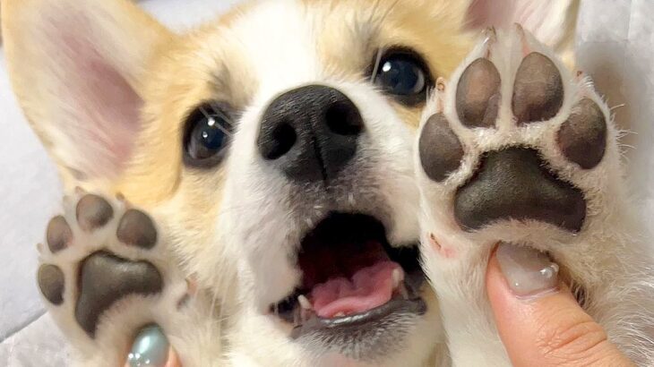 赤ちゃん犬の肉球を見せてもらった結果…想像以上に『ふわっふわな光景』が112万表示「ぷにぷにだ…」「た、たまらん可愛すぎる」と悶絶の声(ブログ)