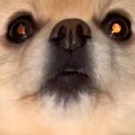 部屋から出てこない犬→具合が悪いと思い病院に行ったら…たまらず吹き出す『衝撃的な診断結果』が17万再生「面白ｗｗ」「可愛くて泣く」(ブログ)