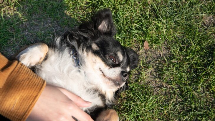 犬が『撫でてください』と伝えているサイン4つ　愛犬からの要求に対する正しい応え方とは(ブログ)