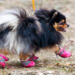 犬に『靴』を履かせるべき3つの瞬間　愛犬を守るための理由から慣れさせるコツまで(ブログ)