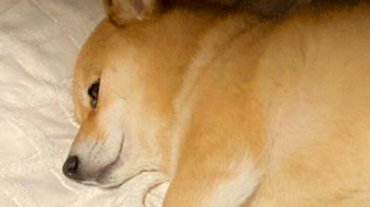 帰省してきたお姉ちゃんを驚かせた『犬の寝姿』→思った以上に『美しい姿勢』に3万7000いいね集まる「美脚で草」「ピーンってしてるｗ」(ブログ)