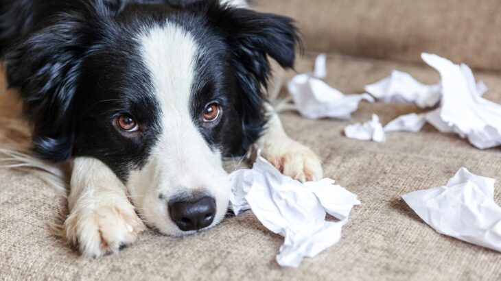 犬が『分離不安症』になってしまうNG行動4つ　飼い主がやりがちなタブー行為とは？(ブログ)