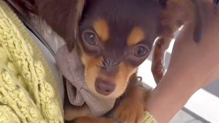 散歩を怖がる犬が『ご近所さんに出会った』結果…激変した『現在の姿』に感動が止まらない「頑張ったね」「尻尾ブンブン可愛いｗ」と7万再生(ブログ)