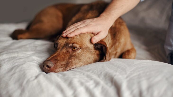犬の『心が壊れてしまう』NG行為5選　愛犬を精神的に苦しめる飼い主の行動とは？(ブログ)