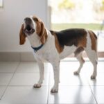 犬が『吠え続けている』時の心理4つ　主な原因から落ち着かせるための対処法まで(ブログ)