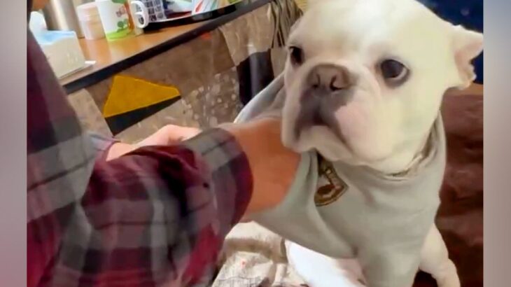 おじいちゃんとおばあちゃんが犬に服を着せた結果→幸せに溢れた『一家団らんの光景』が38万再生「服の着せ方が優しい」「愛されてる」と絶賛(ブログ)
