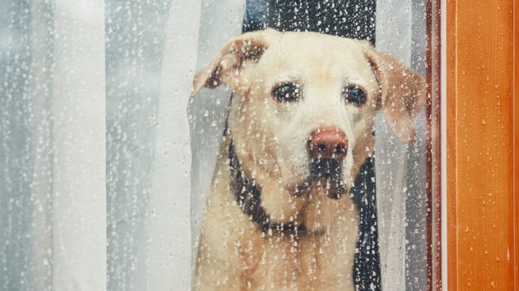 犬が『気象病』になるとどうなる？気圧の変化や天気が愛犬に与える影響とは(ブログ)