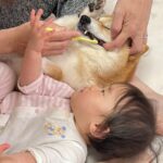 赤ちゃんに『歯磨き好き』になってもらうために…あまりにも尊い『2匹の犬にお手本をしてもらう光景』が26万再生「可愛すぎ」「ニヤけた」(ブログ)