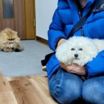 おばあちゃんの家に犬が遊びに行った結果→まさかの『実家猫との攻防戦』が78万再生「おばあちゃん大人気ｗ」「迷惑そうな顔で草」と大反響(ブログ)