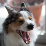 犬が『あくび』しているときの理由4つ　どんな心理が隠れているの？病気の可能性まで解説(ブログ)