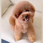 スラッとしている犬→1年半後…目を疑う『別犬のようなビフォーアフター』が17万再生「めちゃくちゃ変わってるｗ」「どっちも可愛い」驚きと絶賛の声(ブログ)
