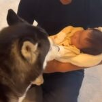 赤ちゃんだと思っていた大型犬が『本当の赤ちゃん』と初めて会ったら…あまりにも尊い光景が24万再生「母性が…」「幸せ詰まってる」と絶賛(ブログ)