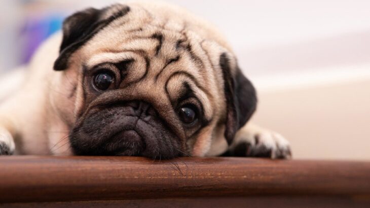 犬が『精神的苦痛』を感じたときにする行動7選　心にダメージを受けてしまう原因とは？(ブログ)