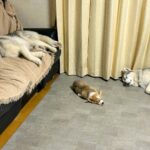 大型犬2匹が暮らす家に子犬がきた結果→まさかの『完全に電池切れをする光景』に3万いいね「お世話大変だもんね」「幸せすぎる構図」と絶賛の声(ブログ)