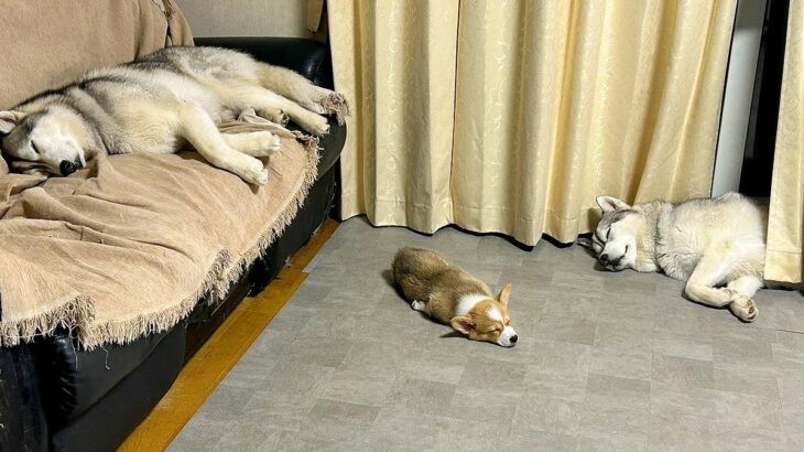 大型犬2匹が暮らす家に子犬がきた結果→まさかの『完全に電池切れをする光景』に3万いいね「お世話大変だもんね」「幸せすぎる構図」と絶賛の声(ブログ)