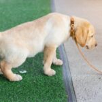 犬の『膀胱炎』で現れる症状4つ　発症する原因や予防法、注意すべきことまで解説(ブログ)