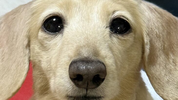 犬のトリミングに行ったら、伝え方にミスがあり…想定外すぎる『衝撃的な髪型』になってしまった光景が182万表示「ジワジワくるｗ」と絶賛(ブログ)