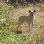 犬が『警戒』しているときに見せるサイン4つ　愛犬の不安を和らげるための対処法とは(ブログ)