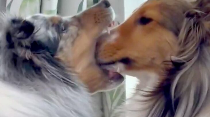 『犬が犬の顔を食べている』と思ったら…『まさかの理由』と意外すぎる反応に1万いいね集まる「どういう感情？ｗ」「食べたいくらいなのかな」(ブログ)
