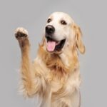 犬が『甘えたい』と思っているときにする行動5選　見逃したくない飼い主へのアピールとは？(ブログ)
