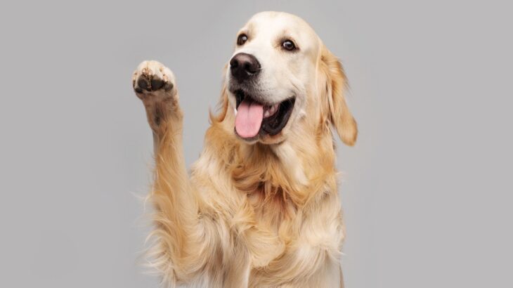犬が『甘えたい』と思っているときにする行動5選　見逃したくない飼い主へのアピールとは？(ブログ)