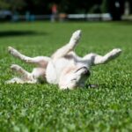 犬が散歩中に寝転んでしまう時の心理４つ　背中を擦り付ける理由や対処法をご紹介(ブログ)