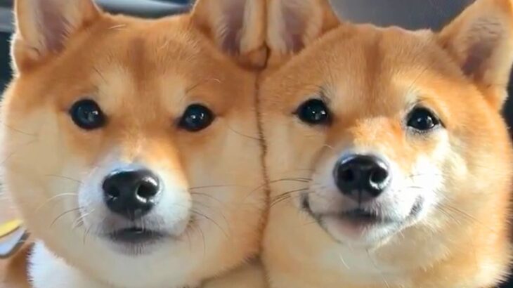 車でドライブ中、一緒に乗っていた犬2匹が…まさかの尊すぎる光景と『微笑ましい結末』が90万再生「ぎゅうぎゅうｗ」「挟まりたい」と悶絶(ブログ)