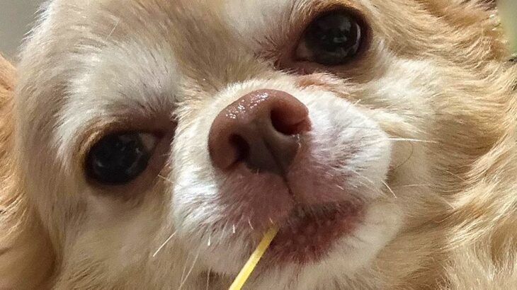 キッチンでパスタを盗み食いした犬→現行犯逮捕した結果…思った以上に『男気溢れる光景』に12万いいね「マフィアのボス」「武士では？」と爆笑(ブログ)